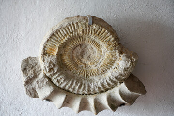 ammonite stone