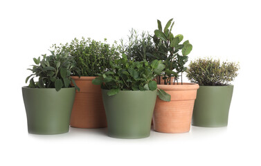 Pots with thyme, bay, sage, mint and rosemary on white background