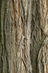 Tree bark texture. Natural wood background.