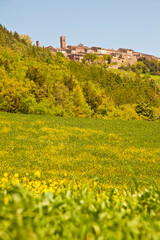 Fototapeta na wymiar Radicondoli, Siena, Toscana Italia