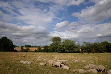 Fototapeta premium Champs moutons