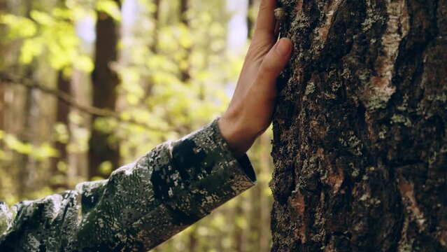 Hand touch the tree trunk. Man hand touches a pine tree trunk, close-up. Human hand touches a tree  trunk. Bark wood. Wild forest travel.  Ecology -  a energy forest nature concept.