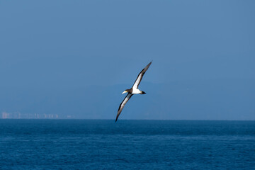 seagull in the sky