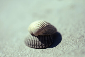 Coquillage