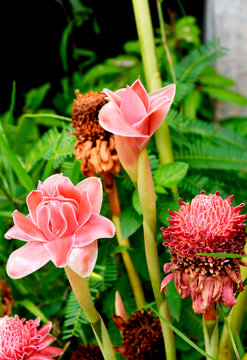 Blooming red Dala (Torch ginger or Etlingera elatior) flowers under the shade of a tree. A herbaceous plant in the ginger family (Zingiberales), which is used as cut flowers and for medicinal purposes