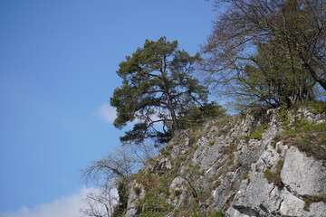 pine tree in the sky