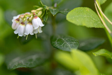A close up of a lingonberry inflorescence in sunlight