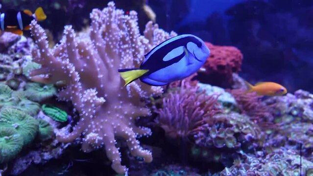 Regal Tang Fish or Palette Surgeonfish or Blue Tang Swimming on Coral Reef with other fishes and Diadema setosum.Blue beautiful fish.Hight quality footage for relaxing and waiting room. 