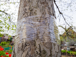 Tree trunk wrapped with transparent stationery tape