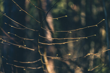 tree branch without leaves in spring