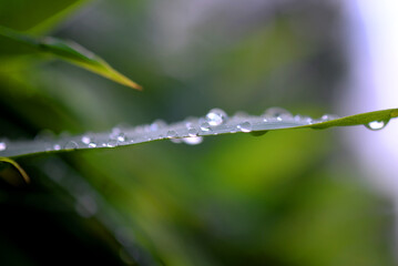 Gouttes d'eau sur feuille verte