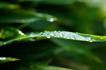 Gouttes d'eau sur feuille verte