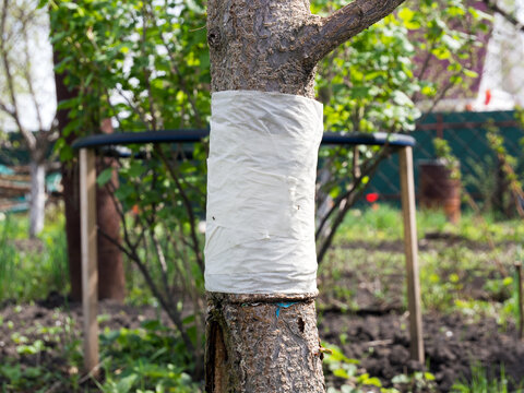 Hunting belt on a tree trunk made of masking tape