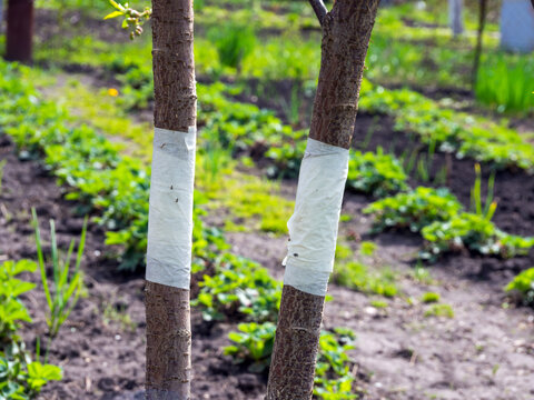 Masking tape on a tree trunk as a trapping belt