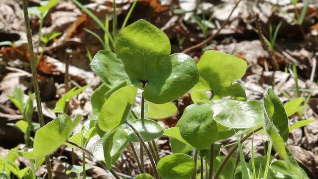 Green leaves of common hepatica or liverwort (Hepatica nobilis) plant in forest