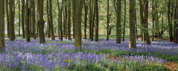 Bluebells in Beech Woodland - UK