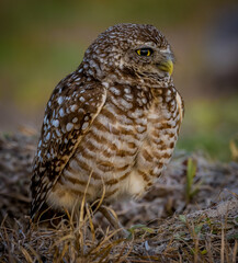 Adorable petite burrowing owl sitting on nest