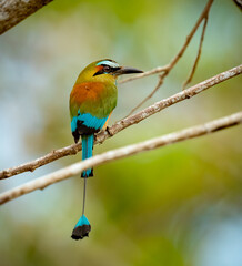 Beautiful motmot sits on branch in the jungle forest