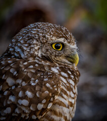 Beautiful yellow eyes of the Florida Burrowing owls