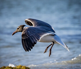 Black headed gull comes in for a landing