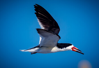 Close up of black skimmer in flight with blue sky background.