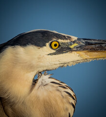 Extreme close up of the head and eye of a great blue heron