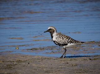 A male black-bellied plover walks along the shore facing left