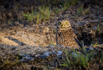 Burrowing owl with yellow eyes sits in burrow at dawn
