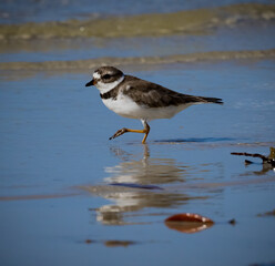 Ringed plover prances on the sand through the low tide hunting for food