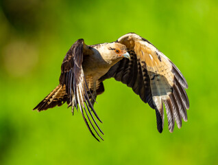 Yellow headed caracara flies through the air in the tropics