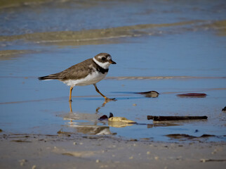 Young and adult common ringed plover or ringed plover (Charadrius hiaticula) in winter plumage.