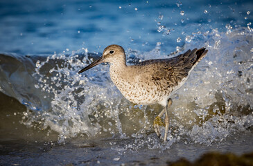 Sandpiper plays in the active surf at Fort DeSoto in Florida