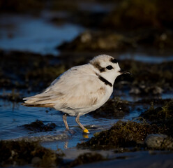 Tiny, snowy white plover searches for food in the surf at Ft. DeSoto.