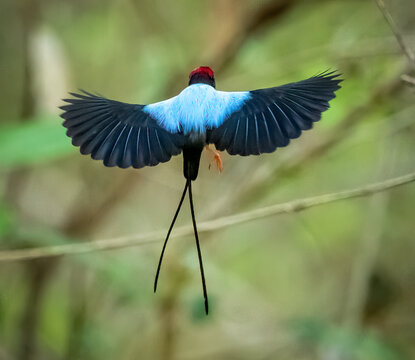Beautiful, exotic bird of Costa Rica begins maiting dance