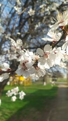 Внесение цветы