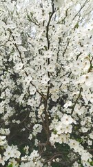 Внесение цветы