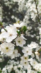 Внесение цветы