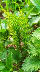 Внесение цветы