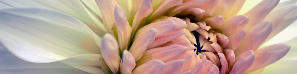 Dahlia bloom. Flower petals closeup. Bright vegetal banner. Pink, white and yellow plant header. Floral headline. Macro