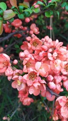 Внесение цветы