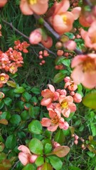 Внесение цветы