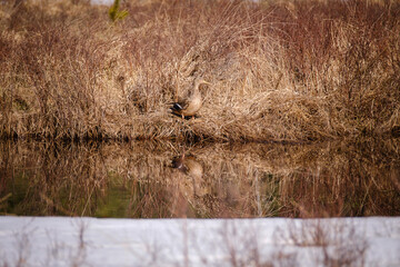 Hassleby Silverån Nature reserve in Sweden with duck