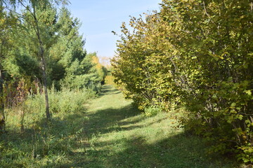 Fototapeta na wymiar Trees in the autumn arboretum. Ulyanovsk Russia