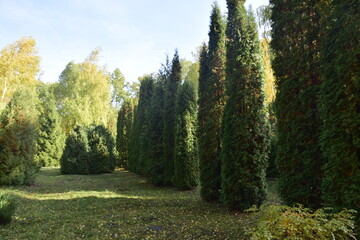 Trees in the autumn arboretum. Ulyanovsk Russia