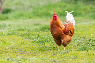 Beautiful Rooster standing on the grass in blurred nature green background.rooster going to crow.