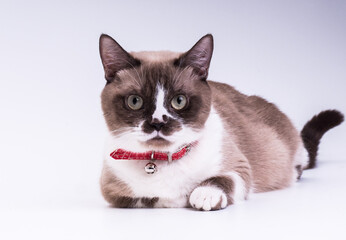 Spotted munchkin with short legs in a red collar looks at the camera while lying in the studio on a white background