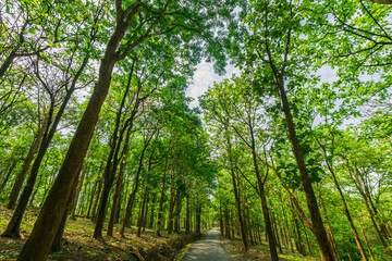 Teakwood forest in the morning.