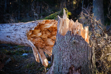 Broken tree trunk and fallen tree