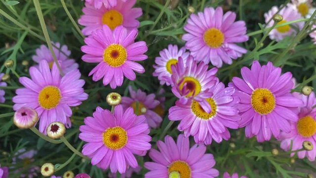 Argyranthemum frutescens, known as Paris daisy, marguerite or marguerite daisy,a perennial plant known for its flowers