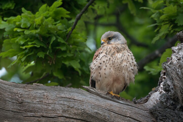 Wild Kestrel guarding nest